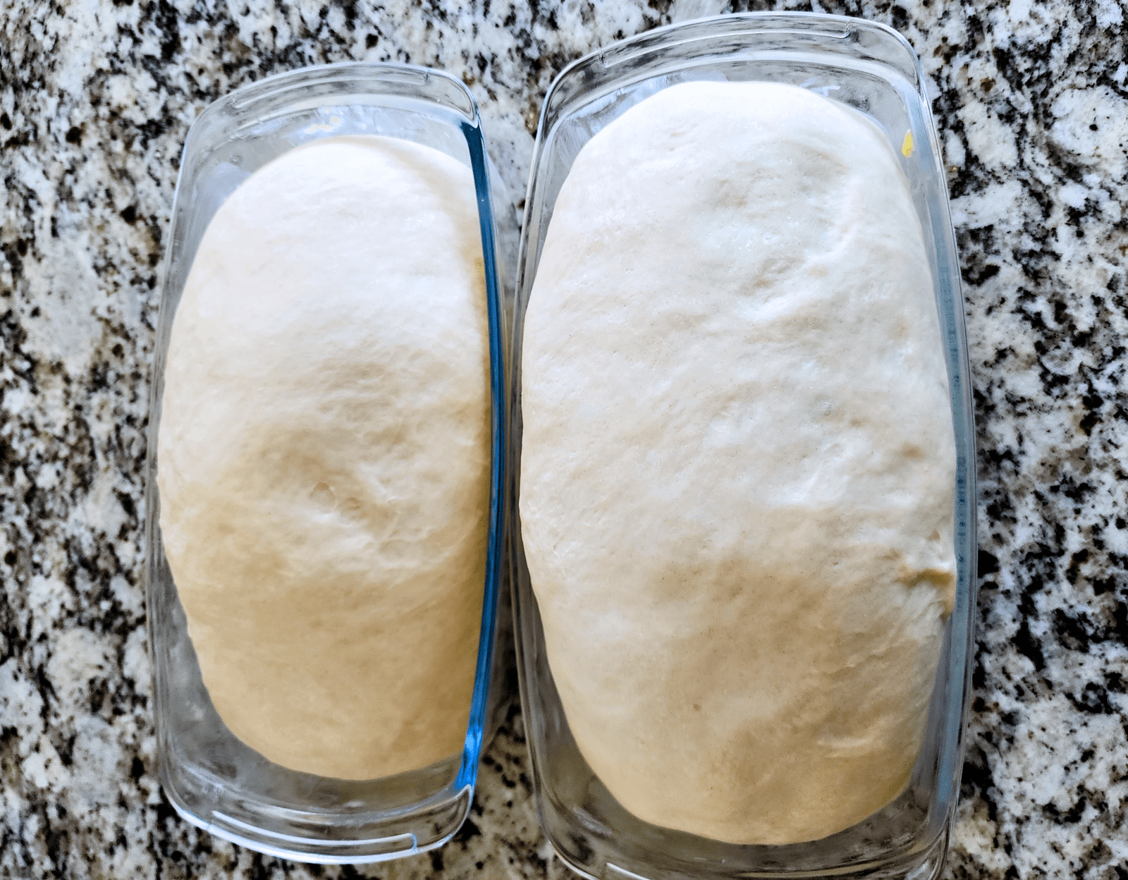 Loaves of bread rising