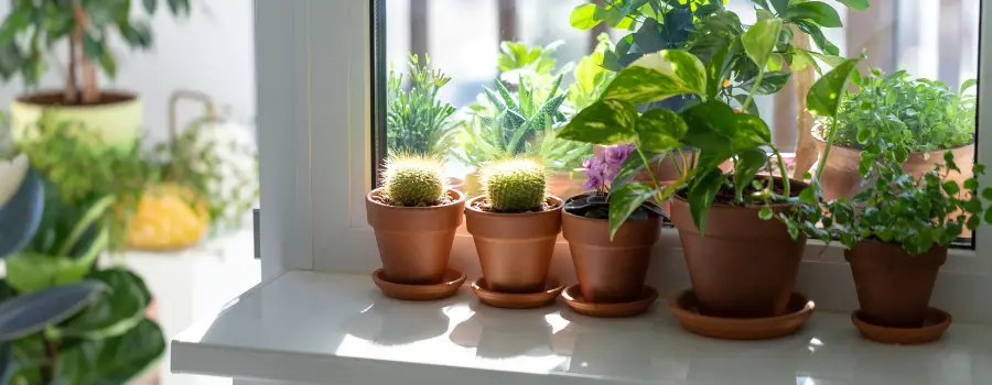 indoor plants re a great way to create low toxic home