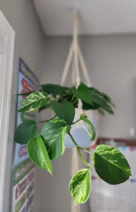 Ivy growing from a blue hanging pot. Plants clean the air naturally making them great for creating a non-toxic home.